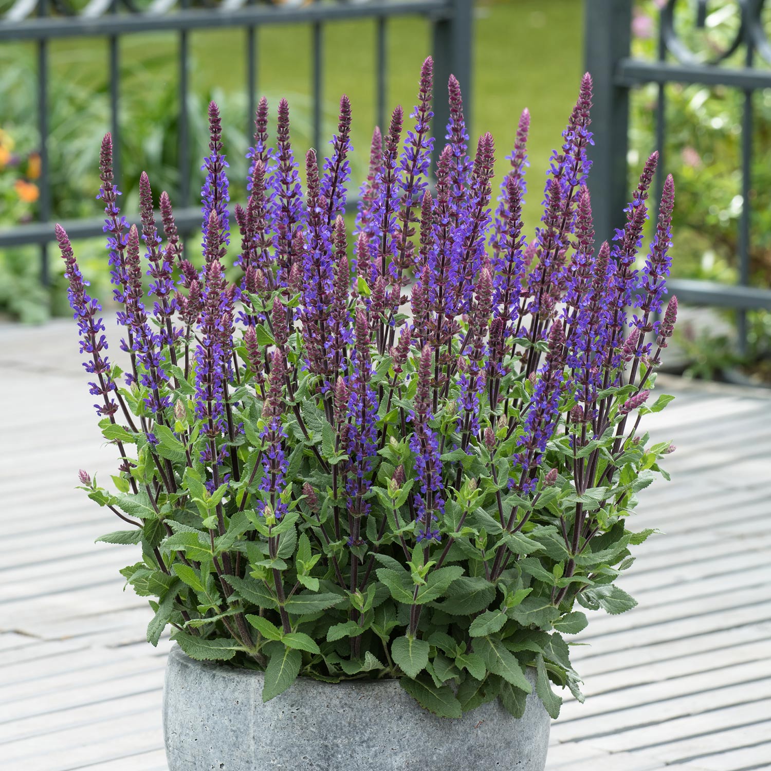 Salvia 'caradonna Compact' Plant | Set-of-1