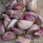 Garlic Cloves 'mersley Wight' Softneck Approx 20 Cloves | Set of 2 | Multi