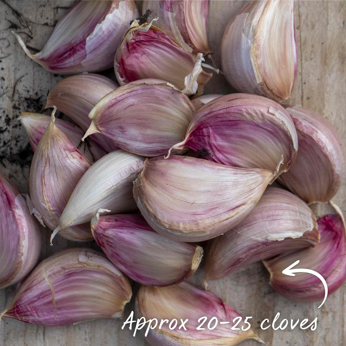 Garlic Cloves 'mersley Wight' Softneck Approx 20 Cloves | Set of 2 | Multi