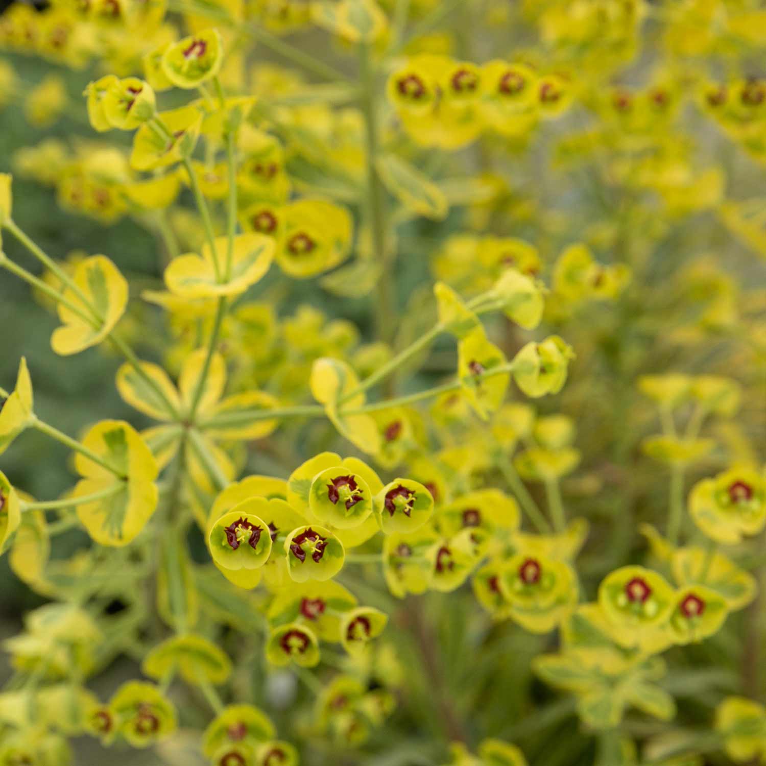 Euphorbia Martinii 'ascot Rainbow' Variegated Perennial | 1 x 2L | Green & Pink