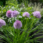 Chive Plant (allium Schoenoprasum) - Hardy 30cm Perennial Herb For Containers And Gardens | 9 x 9cm | Purple