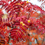Mountain Ash 'joseph Rock' Bare Root Bare Root | 1 x Bare Root | Copper