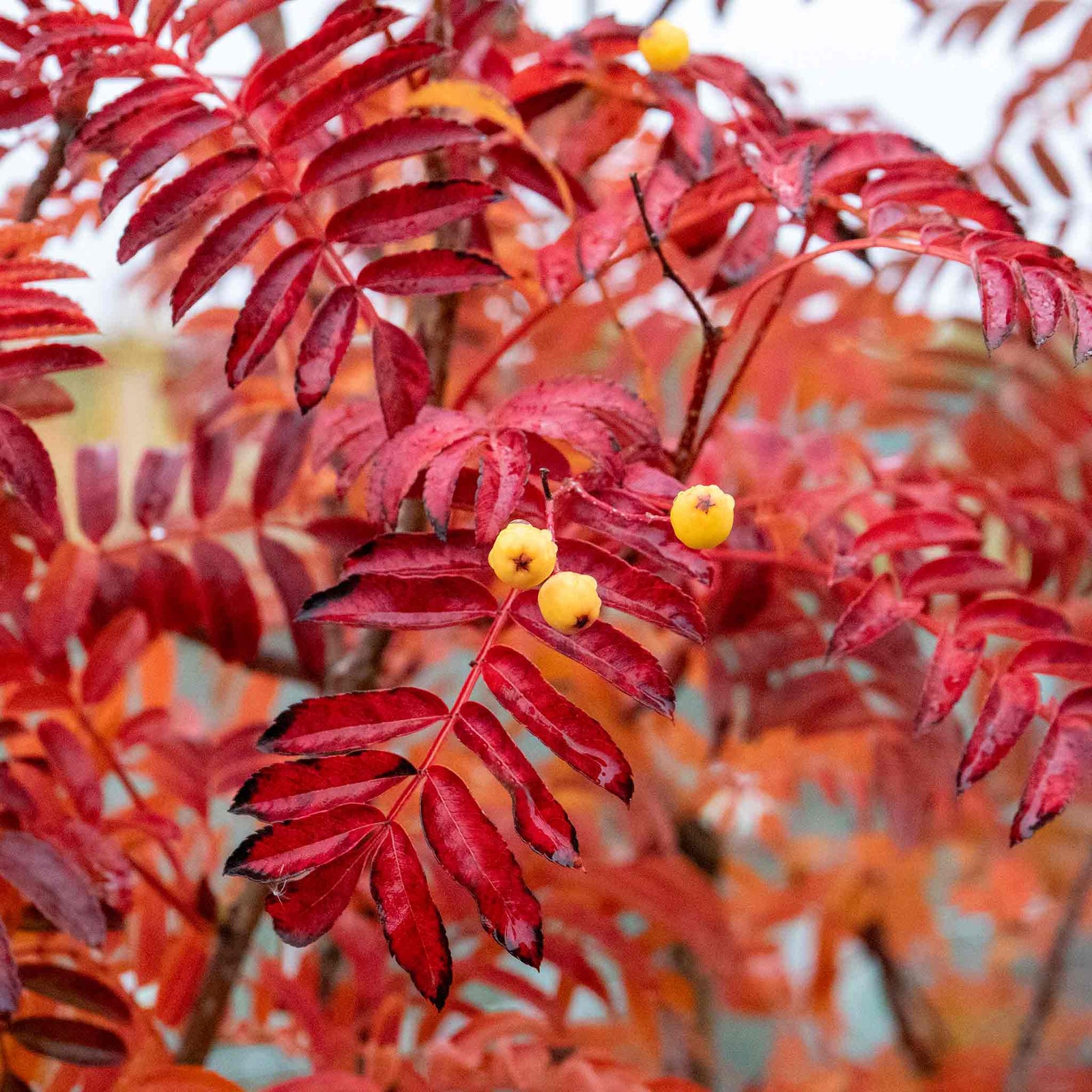 Mountain Ash 'joseph Rock' Bare Root Bare Root | 1 x Bare Root | Copper