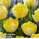 Thompson & Morgan Tulip Super Scented Collection 32 Bulbs