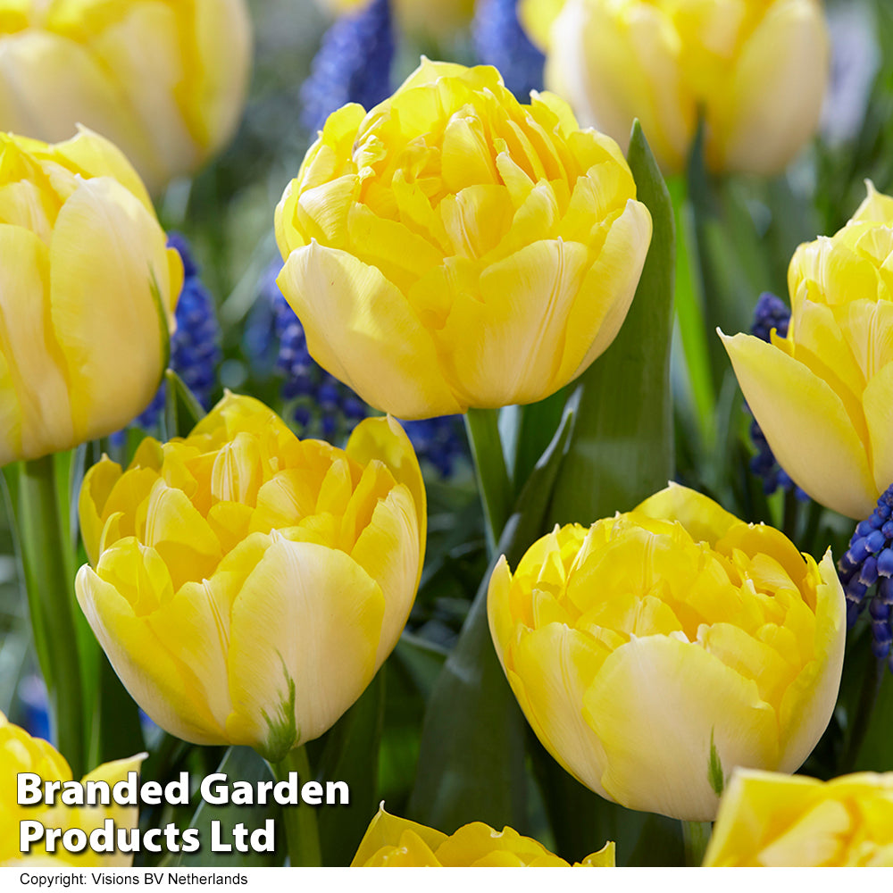 Thompson & Morgan Tulip Super Scented Collection 32 Bulbs
