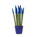 Snake Plant Velvet Touch - Sansevieria Cylindrica - Height 20-40cm - ⌀9cm | Blue