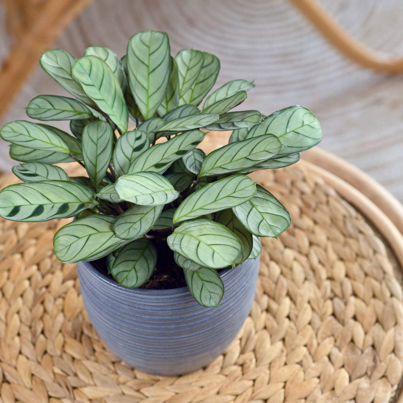 Never Never Plant - Ctenanthe 'burle-marxii' - Height 30-40cm - ⌀14cm | Set of 1 | Green