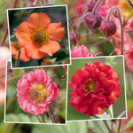 Geum Plant Collection - 3-variety Perennial Pack | 6 x Jumbo Plugs | Red