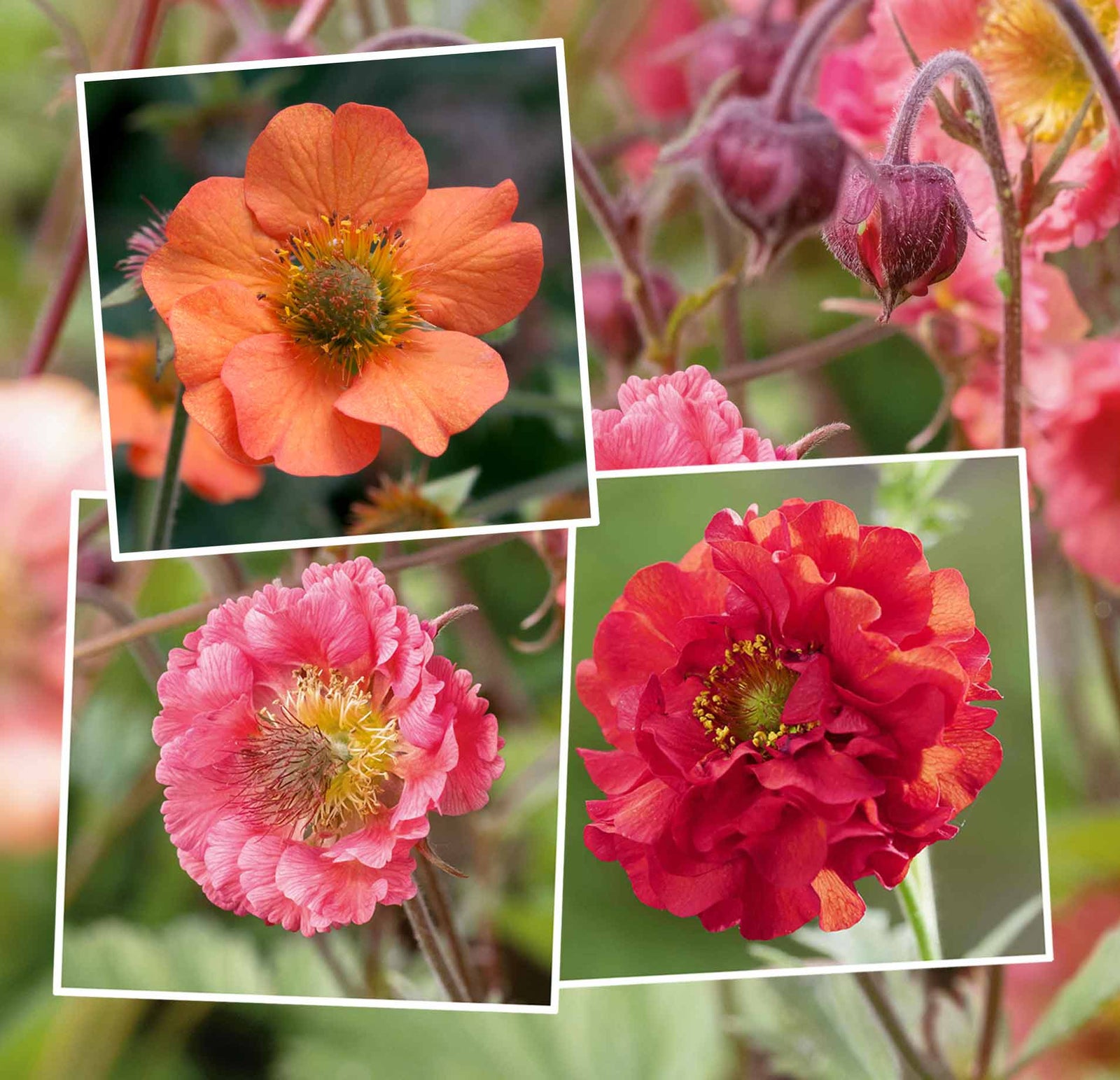 Geum Plant Collection - 3-variety Perennial Pack | 6 x Jumbo Plugs | Red
