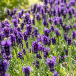 Lavandula 'beezee Dark Blue' Compact Pollinator-friendly English Lavender | 1 x 2L | Blue