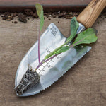Cabbage 'duncan' - Fast-growing Pointed Heads | 8 x Pro Grower Plugs | Green