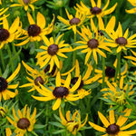 Hayloft Rudbeckia Little Suzy - 3 x 9cm Pots