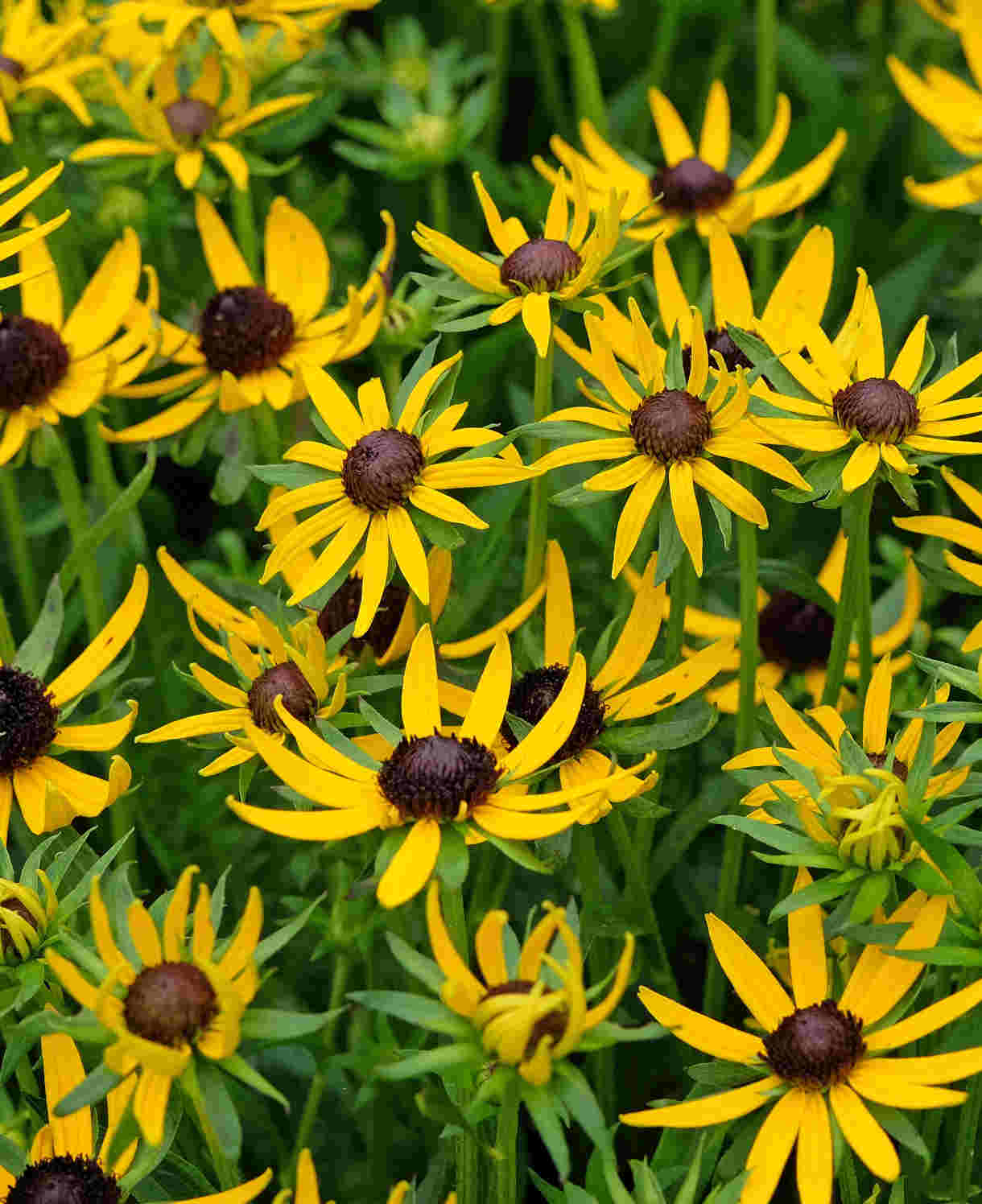 Hayloft Rudbeckia Little Suzy - 3 x 9cm Pots