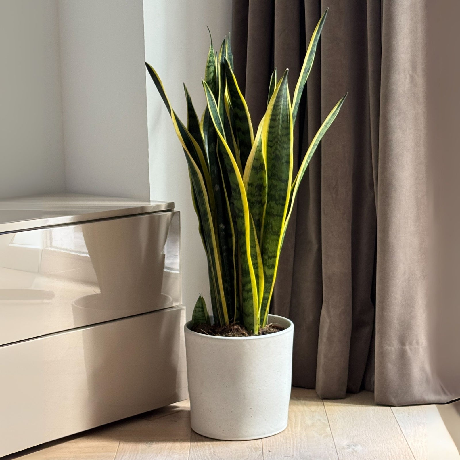 Snake Plant - Sansevieria Trifasciata Laurentii - Height 65-75cm - ⌀21cm | Set of 1 | Green