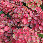 Hydrangea Macrophylla 'rebellion Choco Love' - 12cm Pots | Set-of-1 | Red