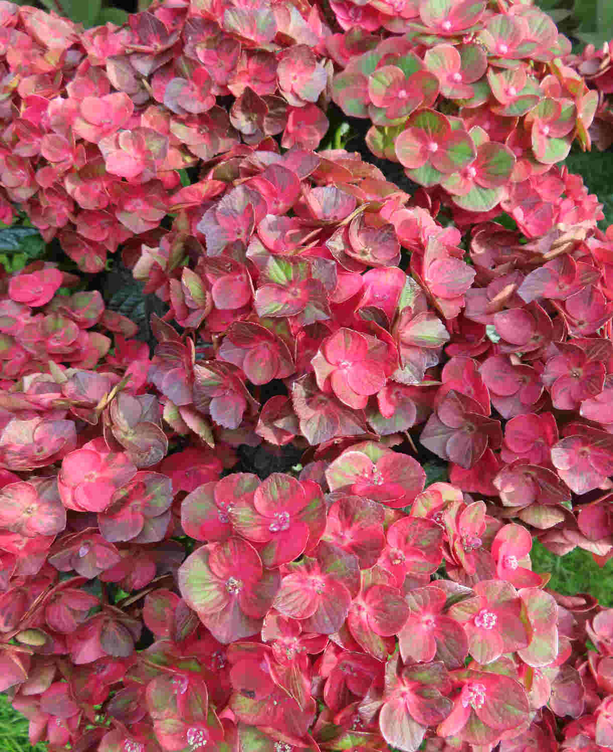 Hydrangea Macrophylla 'rebellion Choco Love' - 12cm Pots | Set-of-1 | Red