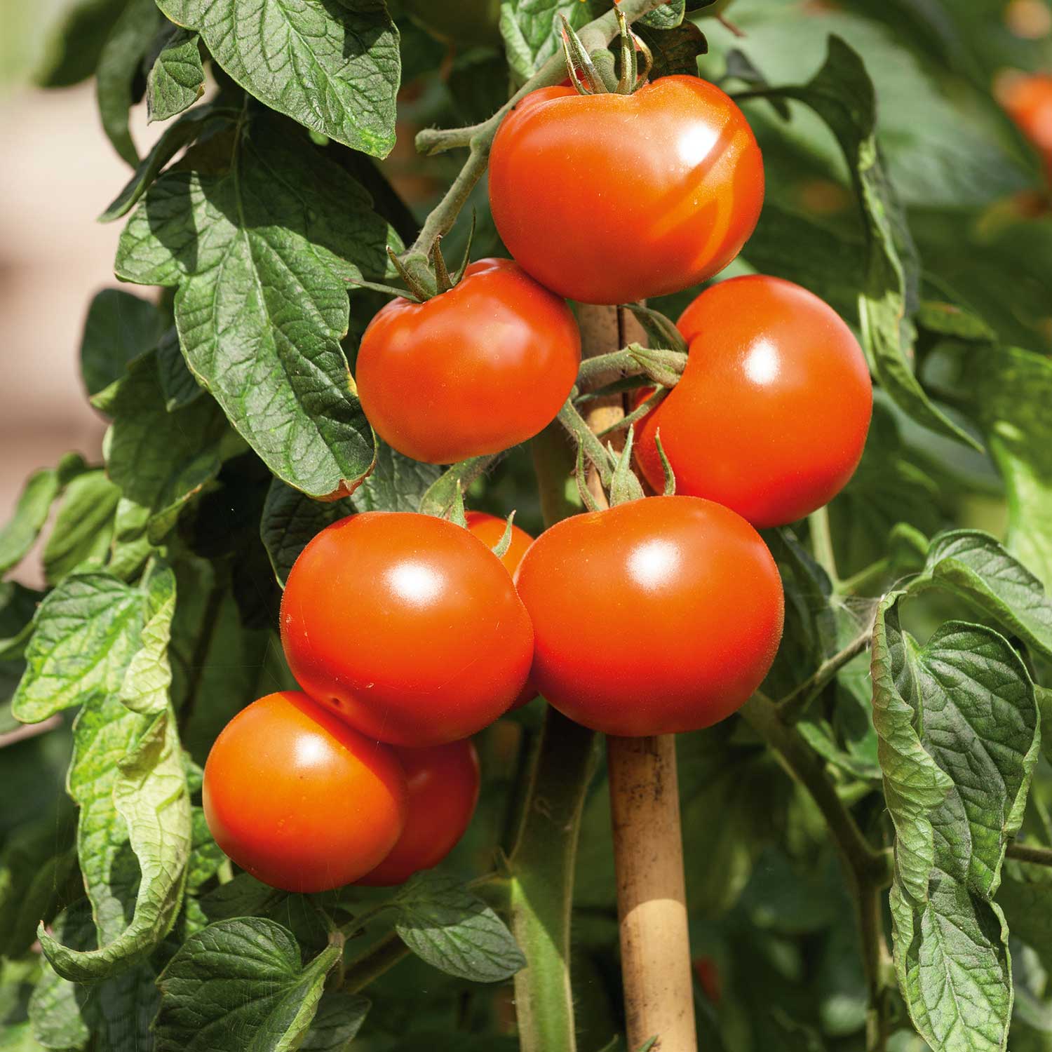 Organic Cordon Tomato Seeds Hamlet F1 | 5 Seeds