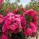 Flower Carpet Pink Supreme Groundcover Rose | 1 x Bare Root | Pink