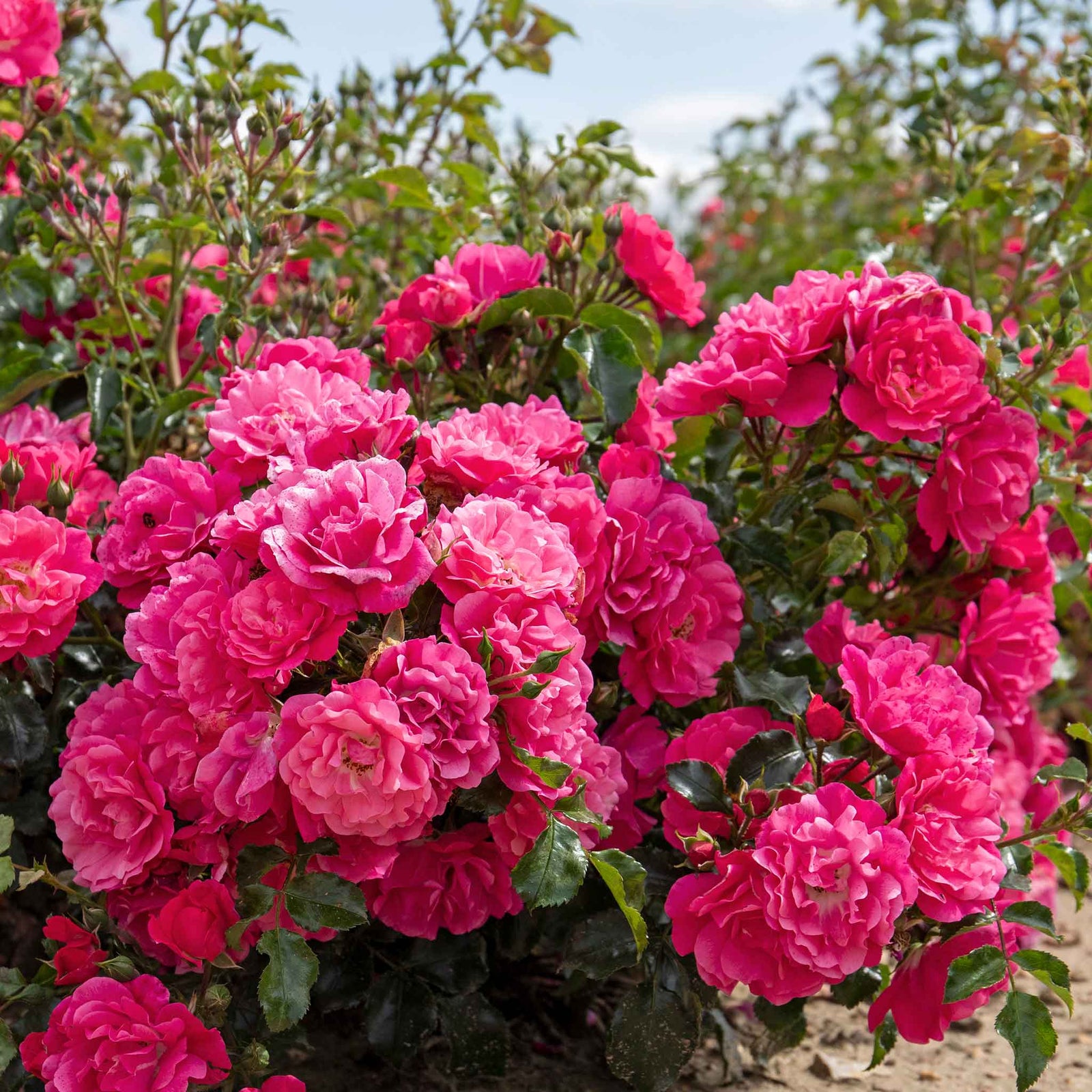 Flower Carpet Pink Supreme Groundcover Rose | 1 x Bare Root | Pink