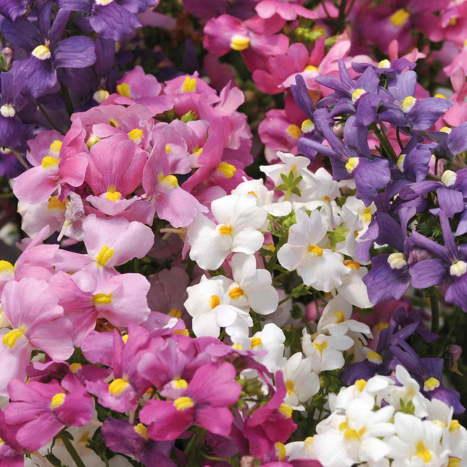 Nemesia Poetry Mix | 20 Seeds