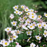 Anemone X Hybrida Andrea Atkinson - 9cm Pots | 5 x 9cm | Creamy White