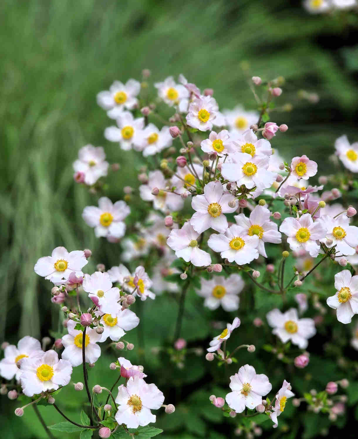 Anemone X Hybrida Andrea Atkinson - 9cm Pots | 5 x 9cm | Creamy White