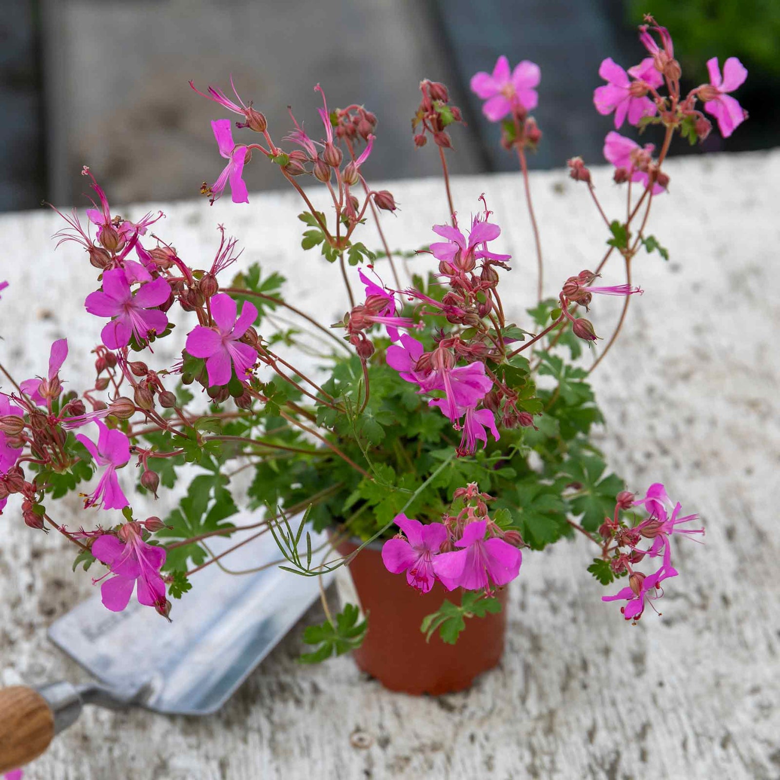 Geranium 'intense' 50cm Neon-pink Flowering Perennial | 1 x 2L | Pink