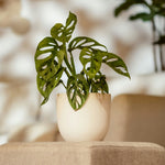 Mini Swiss Cheese Plant - 2 Pcs. - Monstera 'monkey Mask' - H25-30cm - ⌀12cm | Set of 2 | Green