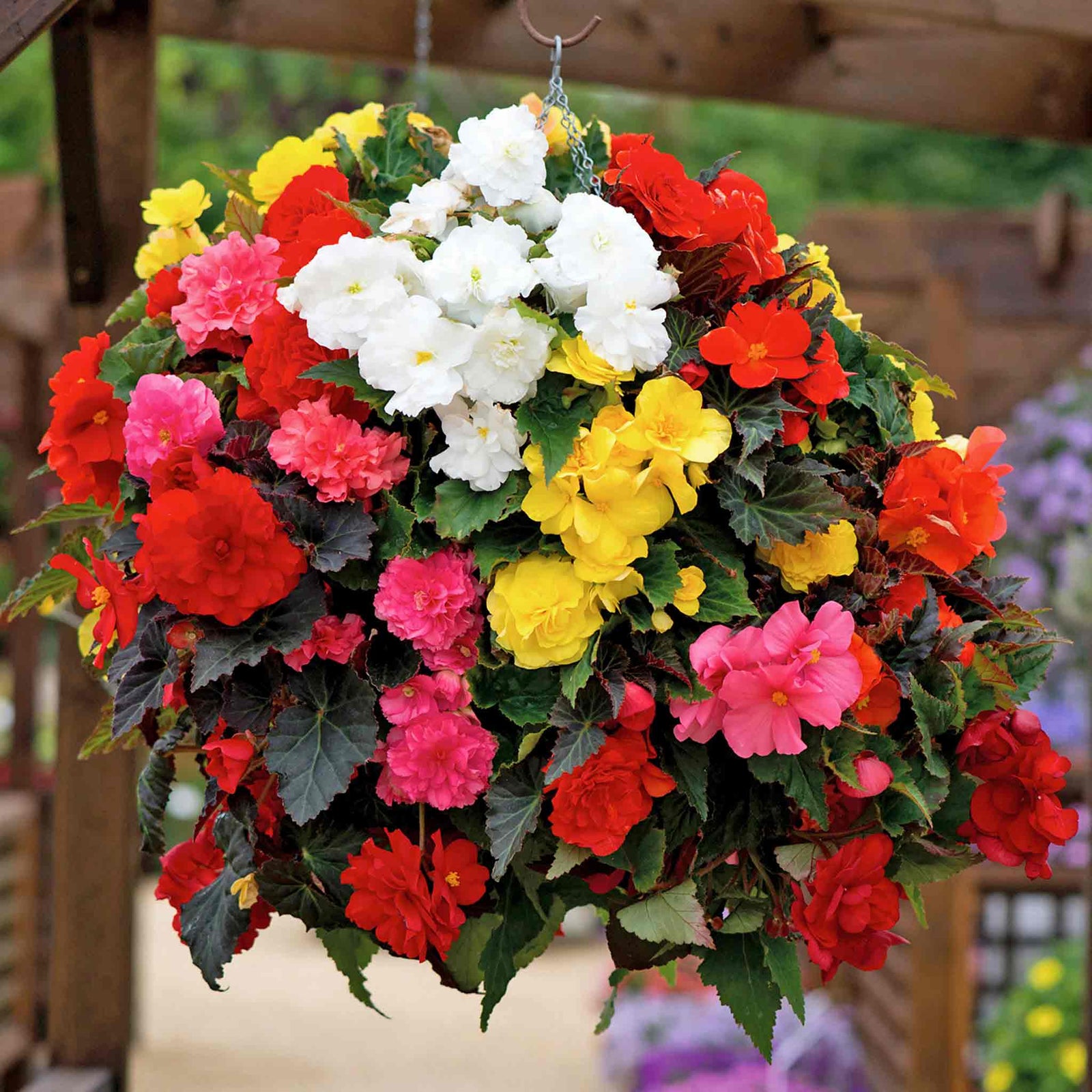 Begonia 'nonstop Mix' Double-flowering Shade-loving Bedding Plant | 20 x Pro Grower Plugs | Multi