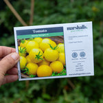 Honey Delight F1 Yellow Cherry Tomato Seeds | 8 Seeds