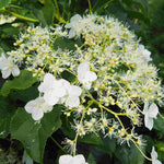 Hayloft Climbing Hydrangea - Hydrangea Anomala Subsp Petiolaris