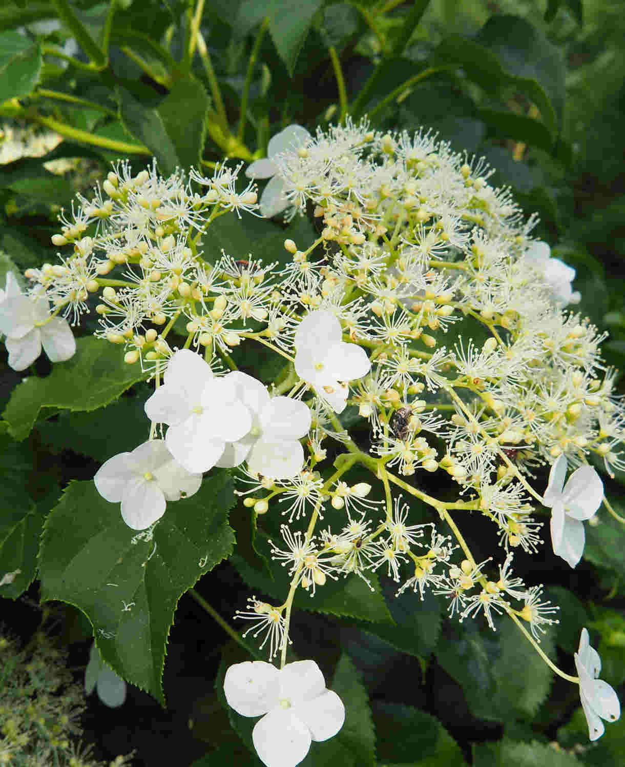 Hayloft Climbing Hydrangea - Hydrangea Anomala Subsp Petiolaris