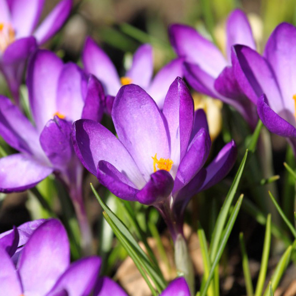 Spring Flowering Bulb Bonanza Collection | 100 x Bulbs