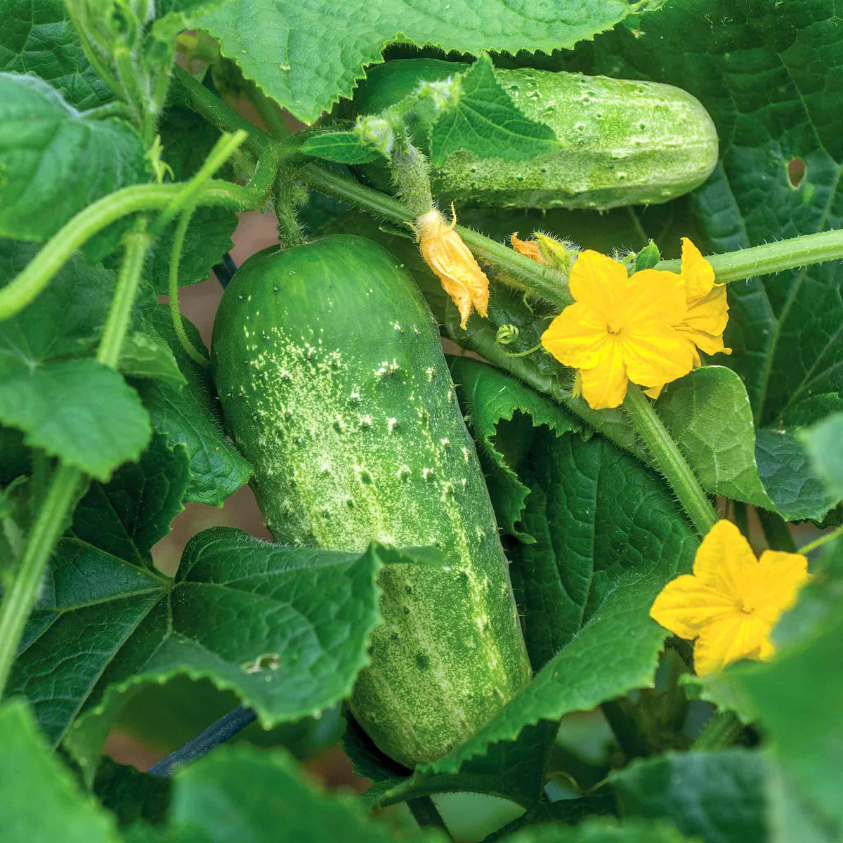 Cucumber Picklebush Compact Pickling Variety Jumbo Plugs | Set of 6 | Green