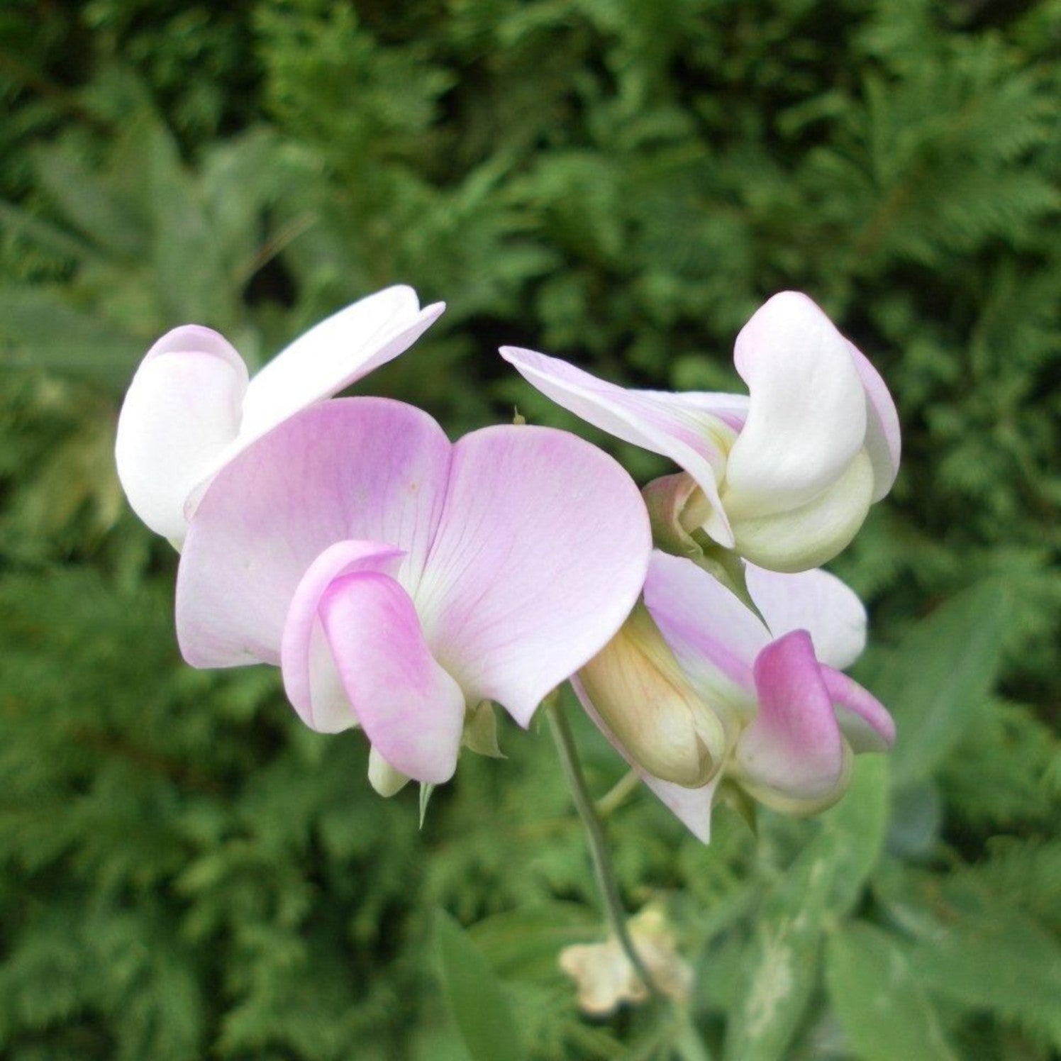 Lingering Lathyrus Collection | 12 x Plug Plants | Mixed