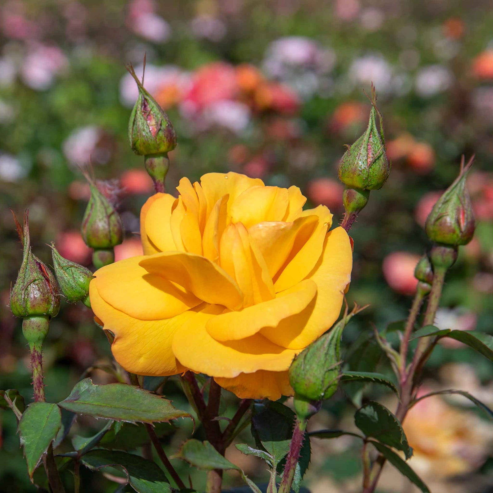 Rose 'golden Delicious' — Deep Yellow Citrus-scented Hybrid Tea | 1 x Bare Root | Yellow