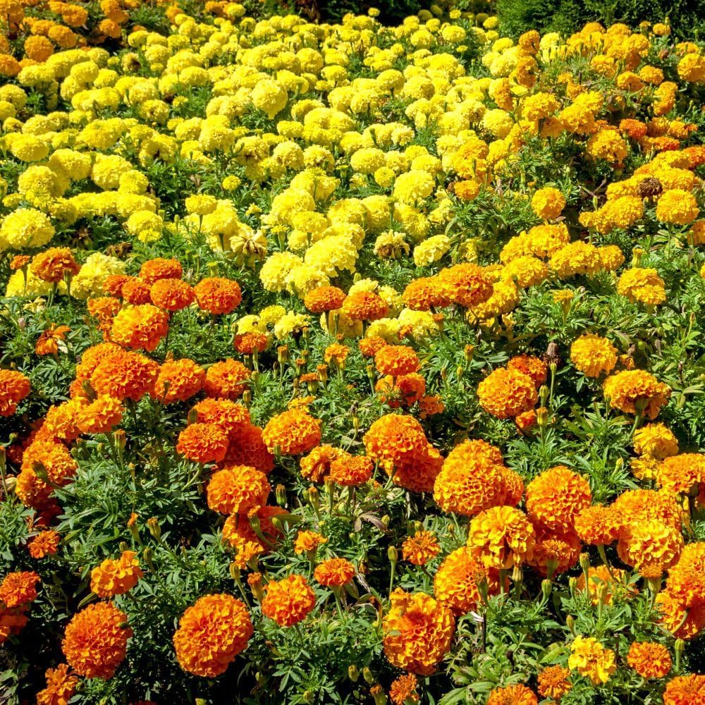 Marigold Marvel Mix - Vibrant Gold, Orange & Yellow Blooms Garden Ready Plants | 12 x Garden Ready Plants
