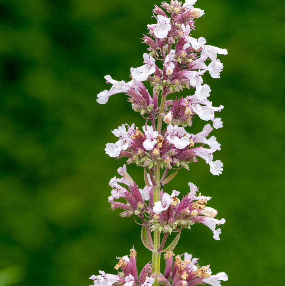 Nepeta Grandiflora Dawn To Dusk - Set Of 3 Plants In 9cm Pots
