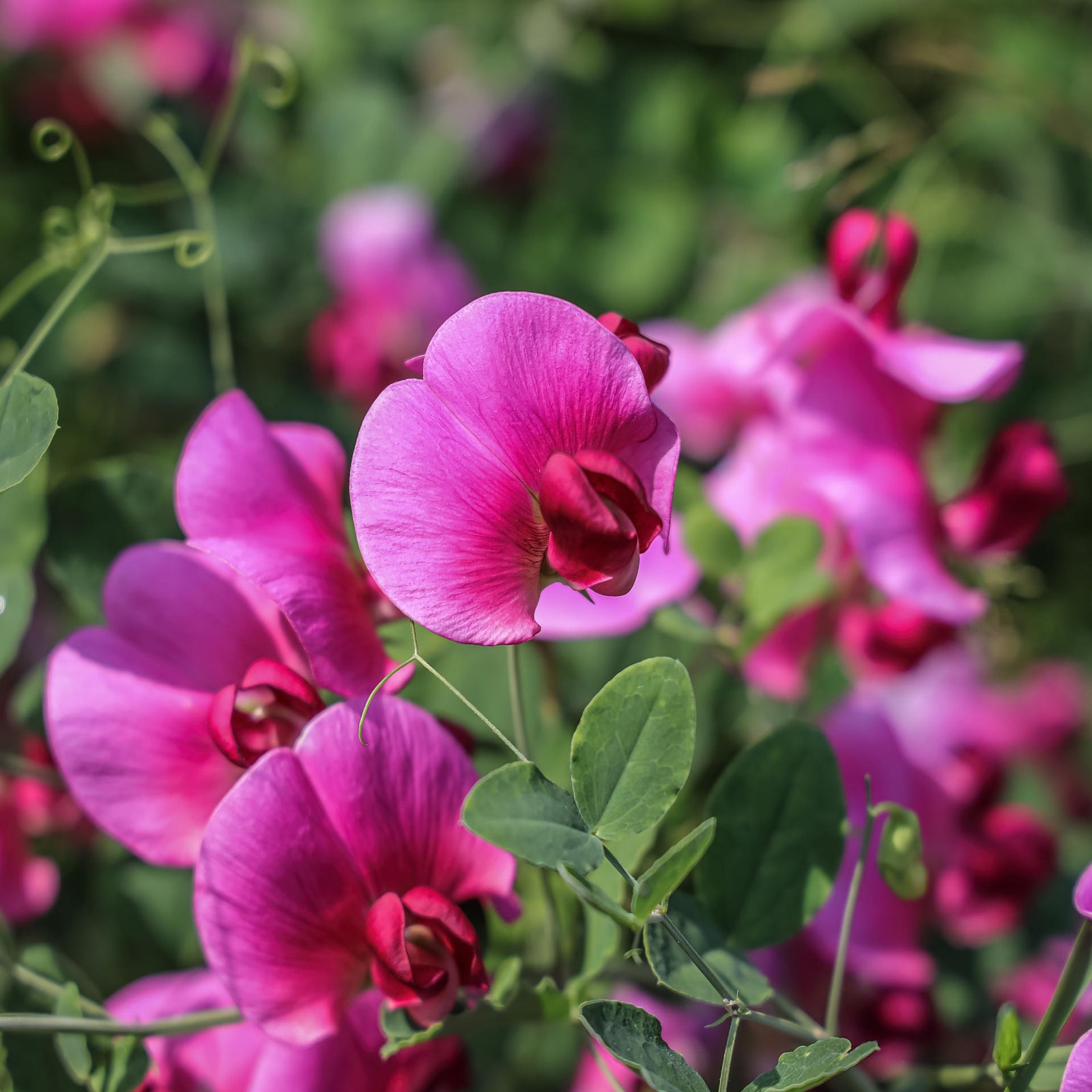 Lingering Lathyrus Collection | 18 x Plug Plants | Mixed