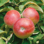 Apple 'mcintosh' - Columnar Patio Apple Tree | 1 x Tree
