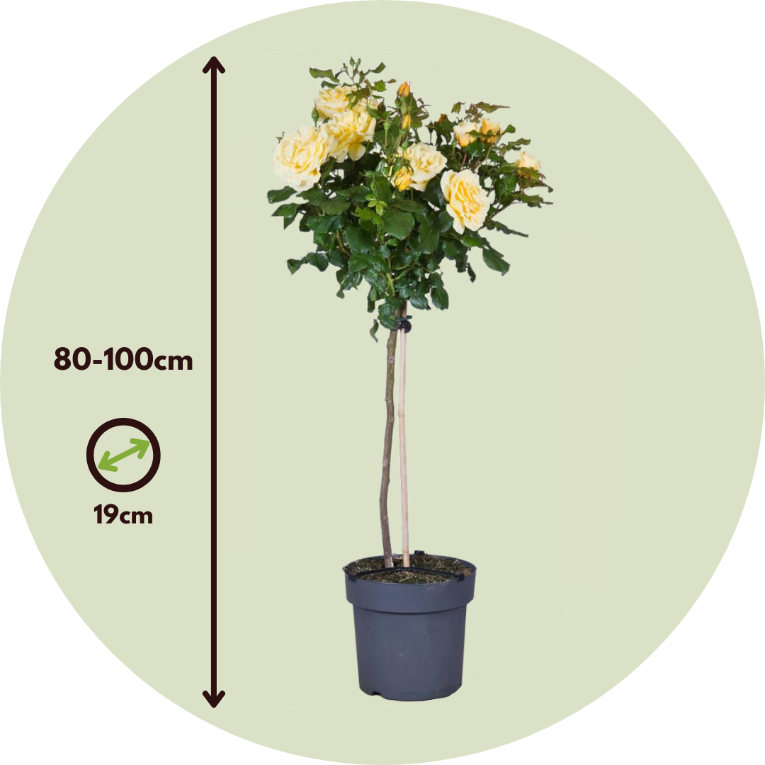 Palace Rose - Height 80-100cm - ⌀19cm | Set of 2 | Yellow