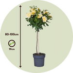 Palace Rose - Height 80-100cm - ⌀19cm | Set of 1 | Yellow