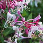 Lonicera Japonica Red World - Evergreen Climber - 2l Pot On A Cane