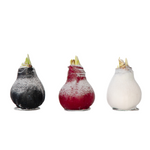 Amaryllis - Hippeastrum 'wax Snow Mix' - Flower Bulb - Red