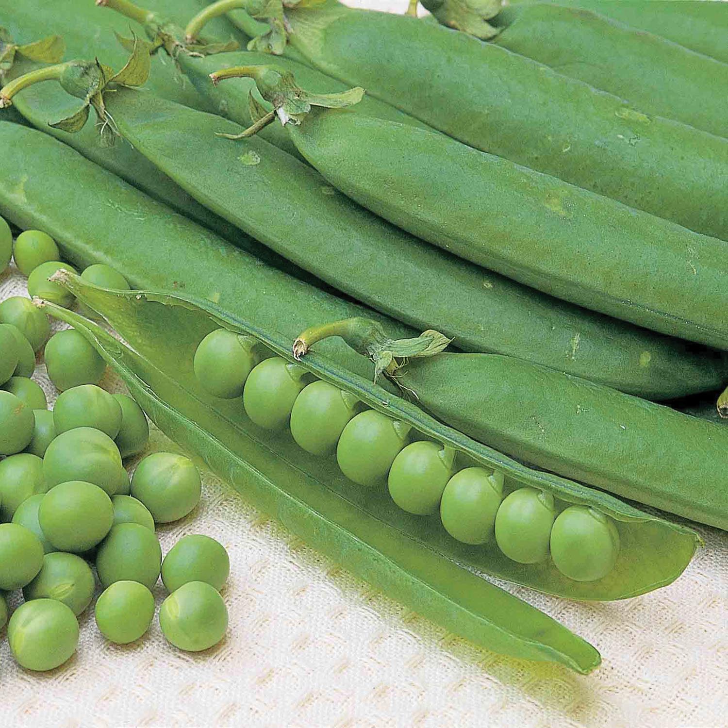 Season-long Pea Collection — 3 Varieties Multi-sown | 12 x Plug Plants | Green