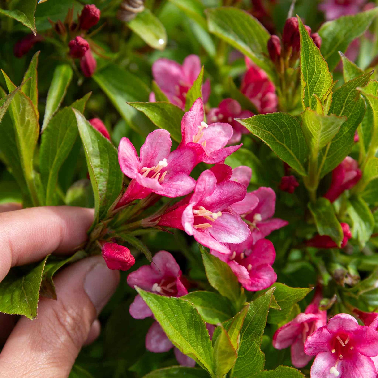Weigela 'picobella Rosa' - Compact Pink-flowering Shrub | 1 x 7.5L | Pink