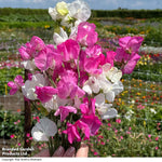 Sweet Pea Barbie Mix 9cm Pot | Set of 2
