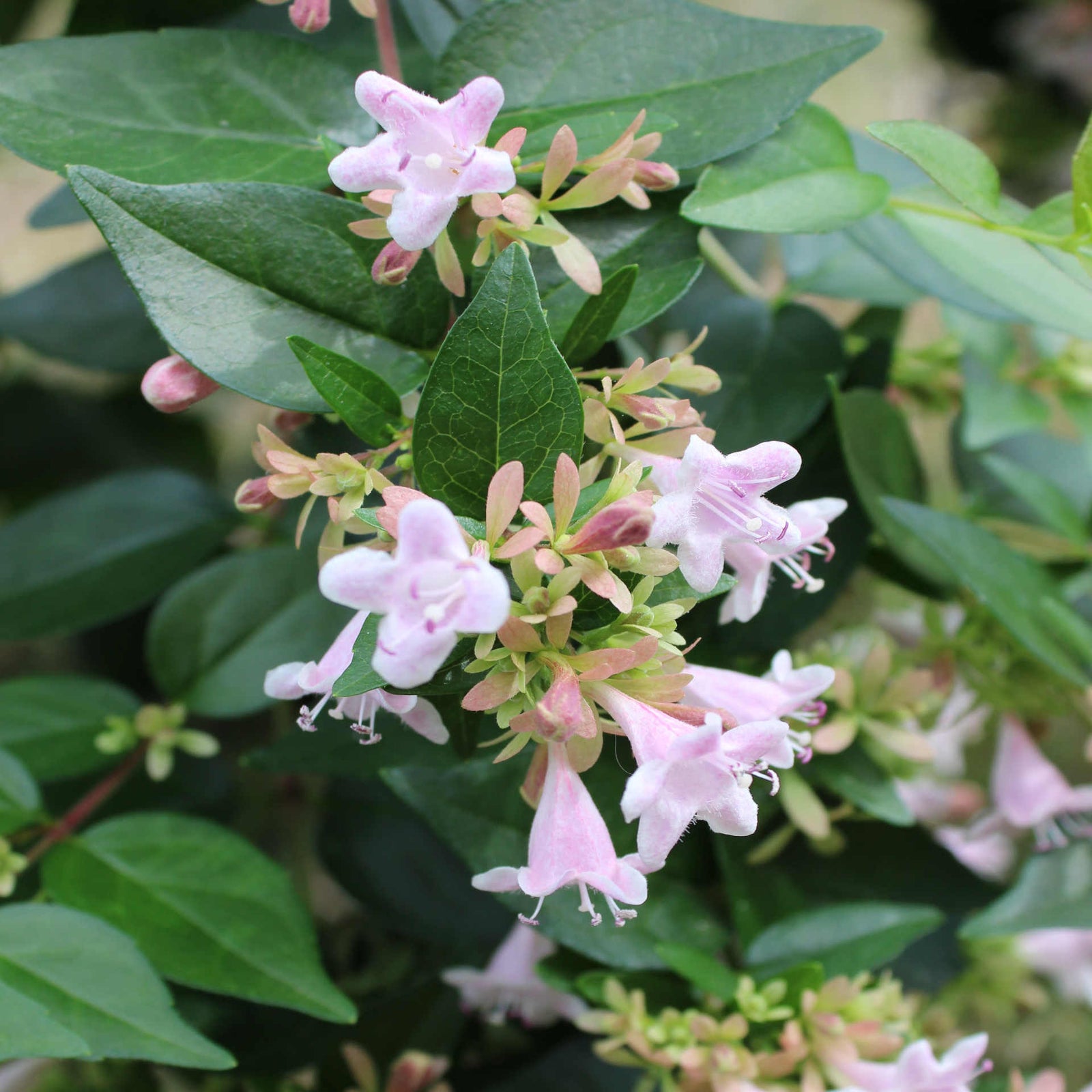 Abelia Chinensis Green Dragon - 9cm Pots | 1 x 9cm | White