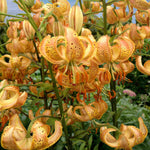 Lilium 'peppard Gold' Bulbs | 6 x Bulbs | Yellow