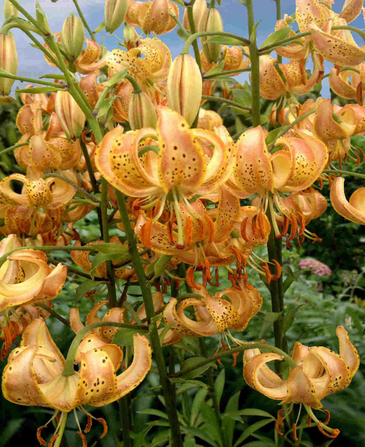 Lilium 'peppard Gold' Bulbs | 6 x Bulbs | Yellow
